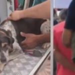 Idoso é preso após abusar sexualmente de cadela no Amazonas