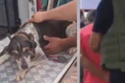 Idoso é preso após abusar sexualmente de cadela no Amazonas