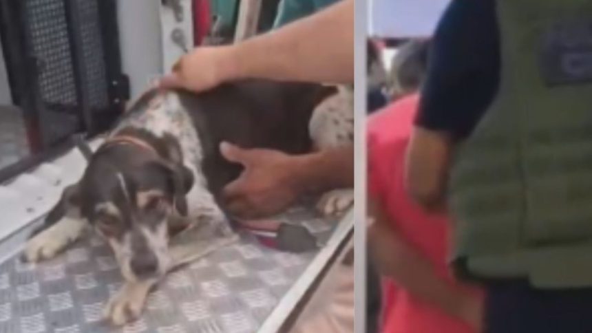 Idoso é preso após abusar sexualmente de cadela no Amazonas