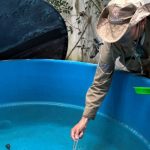 Seis bairros de Manaus apresentam alto índice de infestação do Aedes aegypti