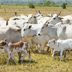 Adaf confirma registro de raiva animal em criação bovina no interior do Amazonas