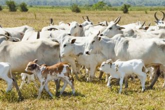 Adaf confirma registro de raiva animal em criação bovina no interior do Amazonas