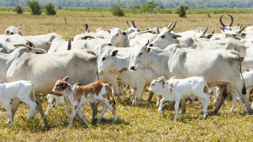 Adaf confirma registro de raiva animal em criação bovina no interior do Amazonas