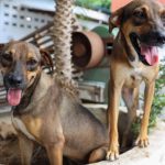 Programa “Ração do Meu Pet” abre inscrições para tutores de cães e gatos em Manaus