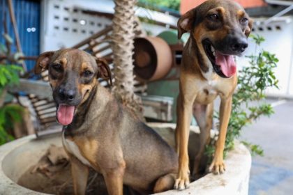 Programa “Ração do Meu Pet” abre inscrições para tutores de cães e gatos em Manaus