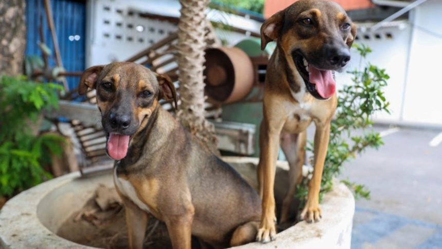 Programa “Ração do Meu Pet” abre inscrições para tutores de cães e gatos em Manaus