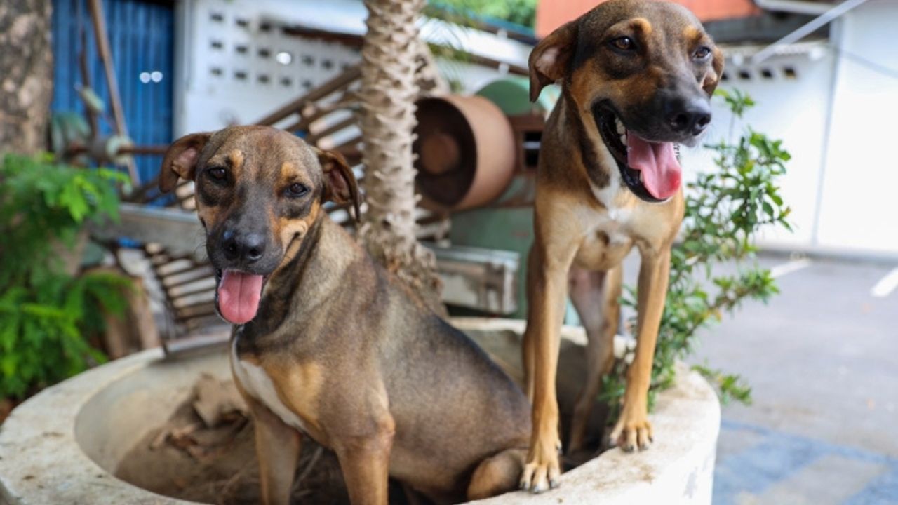Programa “Ração do Meu Pet” abre inscrições para tutores de cães e gatos em Manaus