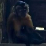 Macaco-prego invade residências e leva alimentos de cozinhas no Amazonas