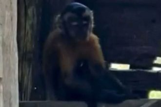 Macaco-prego invade residências e leva alimentos de cozinhas no Amazonas