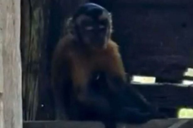 Macaco-prego invade residências e leva alimentos de cozinhas no Amazonas