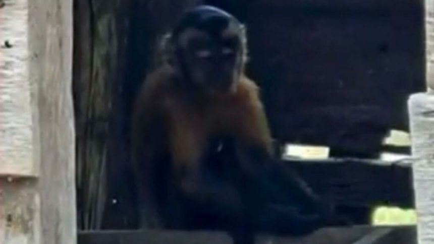 Macaco-prego invade residências e leva alimentos de cozinhas no Amazonas