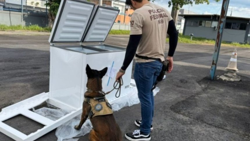 PF apreende 182 kg de maconha e armas em carga de eletrodomésticos em Manaus