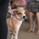 Castramóvel chega ao Cidade de Deus com castração gratuita