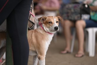 Castramóvel chega ao Cidade de Deus com castração gratuita