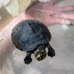 Novembro registrou 38 resgates de animais silvestres em Manaus