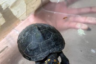 Novembro registrou 38 resgates de animais silvestres em Manaus