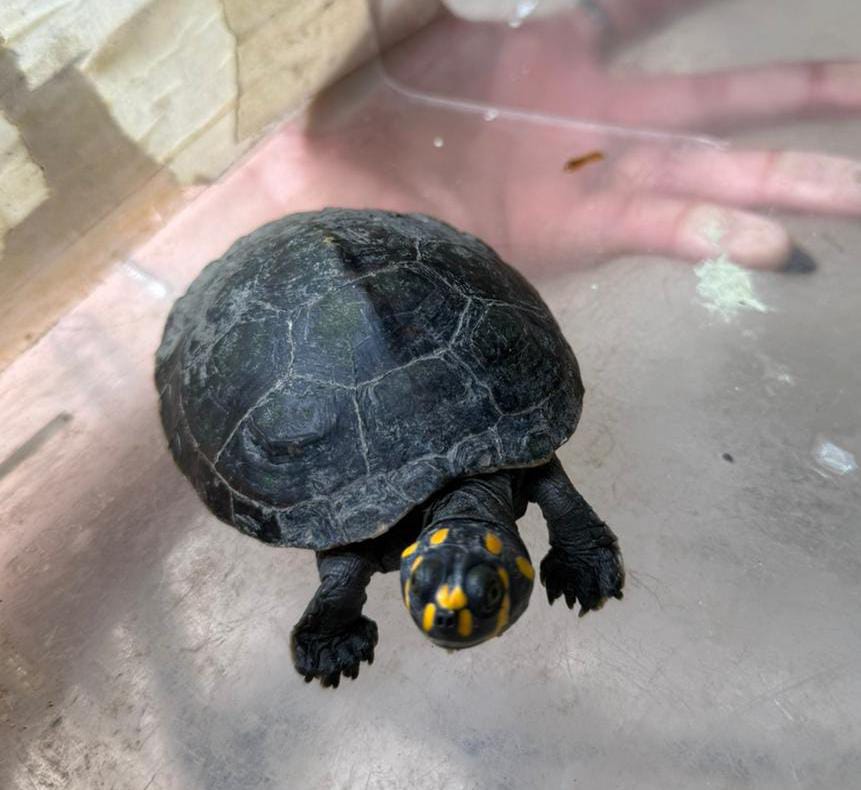 Novembro registrou 38 resgates de animais silvestres em Manaus