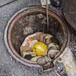 Filhote de gato é resgatado após cair em bueiro durante chuva