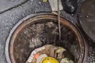 Filhote de gato é resgatado após cair em bueiro durante chuva