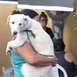 Castramóvel leva castração gratuita ao bairro Colônia Terra Nova