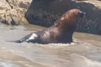 Leão-marinho aparece em praia, mobiliza bombeiros e viraliza