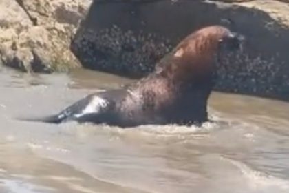 Leão-marinho aparece em praia, mobiliza bombeiros e viraliza