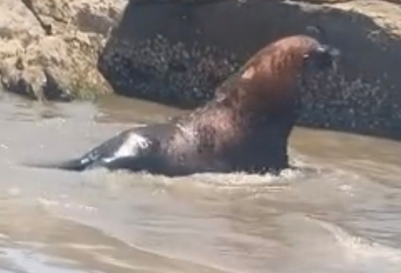 Leão-marinho aparece em praia, mobiliza bombeiros e viraliza