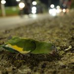 Periquito caído no chão em ambiente urbano noturno de Manaus, possivelmente atropelado.
