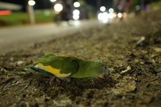 Periquito caído no chão em ambiente urbano noturno de Manaus, possivelmente atropelado.