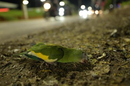 Periquito caído no chão em ambiente urbano noturno de Manaus, possivelmente atropelado.