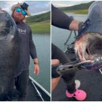 Biólogo pesca piranha gigante e imagem viraliza nas redes sociais