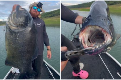 Biólogo pesca piranha gigante e imagem viraliza nas redes sociais