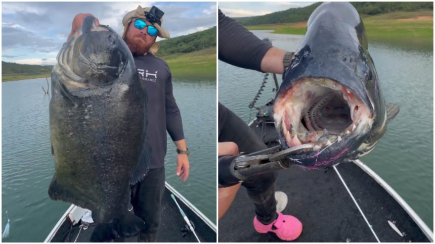 Biólogo pesca piranha gigante e imagem viraliza nas redes sociais