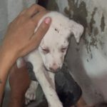 Bombeiros resgatam filhote de cachorro preso em buraco