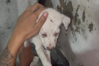 Bombeiros resgatam filhote de cachorro preso em buraco