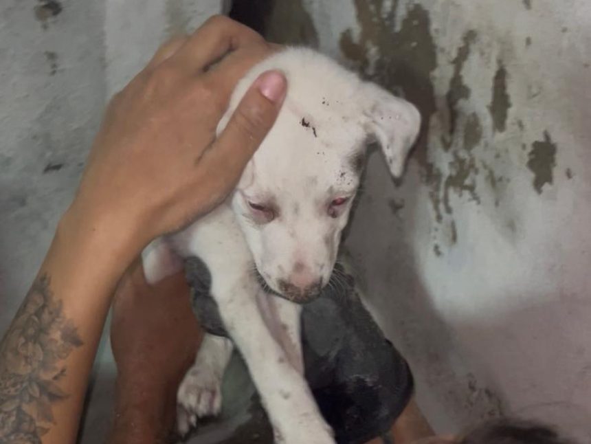 Bombeiros resgatam filhote de cachorro preso em buraco