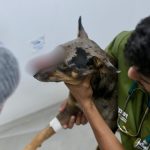 Cachorro ferido a golpe de terçado recebe cuidados após resgate em Manaus