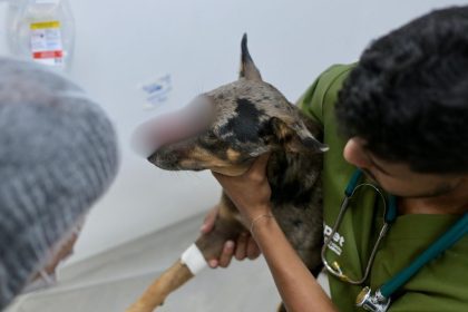 Cachorro ferido a golpe de terçado recebe cuidados após resgate em Manaus