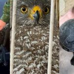 Amazonas registra resgate de quase 900 animais silvestres ao longo de 2025