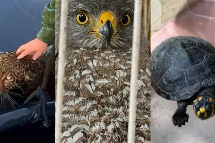 Amazonas registra resgate de quase 900 animais silvestres ao longo de 2025