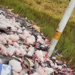 Caminhão carregado de peixes tomba e carga fica espalhada na BR-319, no Amazonas