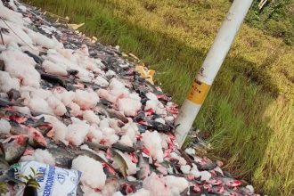 Caminhão carregado de peixes tomba e carga fica espalhada na BR-319, no Amazonas