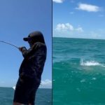 Tubarão tenta roubar peixe e pescaria vira cena de adrenalina