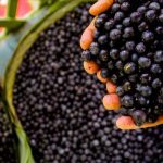 Lei federal reconhece o açaí como fruta nacional e destaca produção no Amazonas