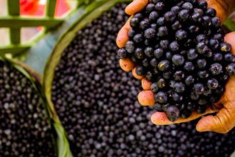 Lei federal reconhece o açaí como fruta nacional e destaca produção no Amazonas