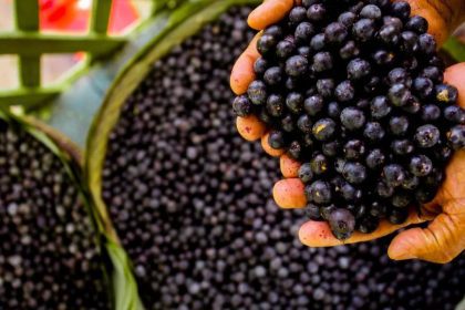 Lei federal reconhece o açaí como fruta nacional e destaca produção no Amazonas