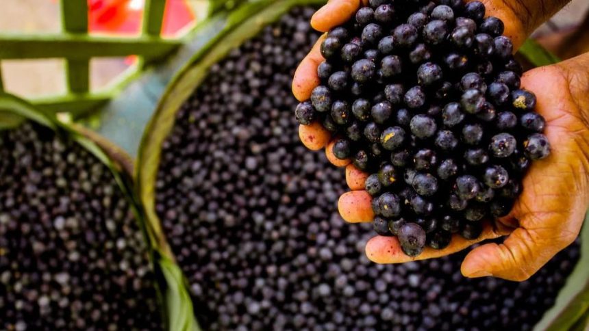 Lei federal reconhece o açaí como fruta nacional e destaca produção no Amazonas
