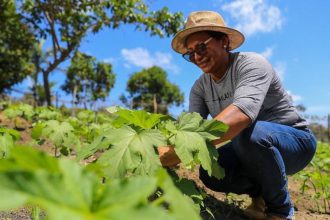 Projeto oferece treinamento para produtores rurais; saiba como se inscrever
