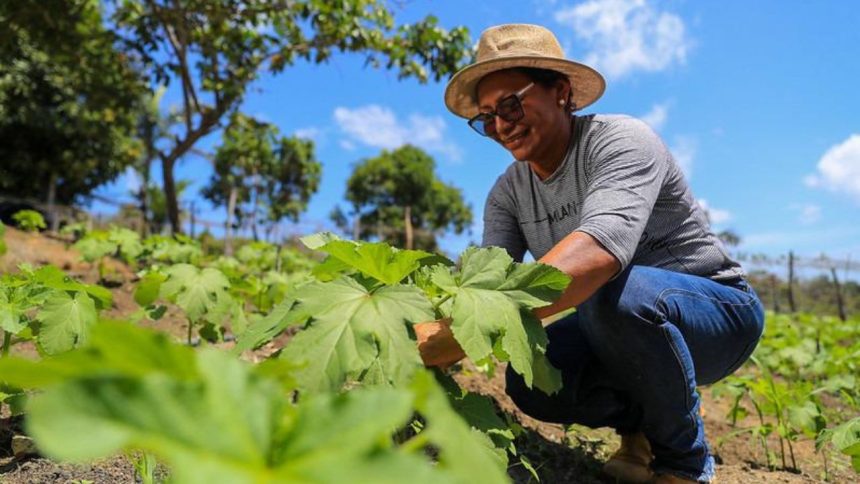 Projeto oferece treinamento para produtores rurais; saiba como se inscrever