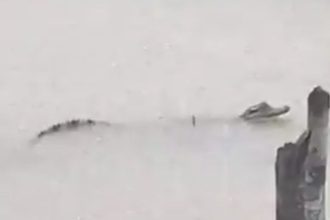 Moradores encontram jacaré em rua alagada no bairro União da Vitória, em Manaus